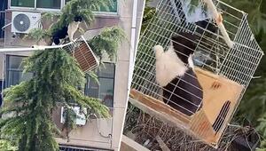 Drei Tage auf Baum gefangen: Familie rettet Katze mit kreativer Konstruktion