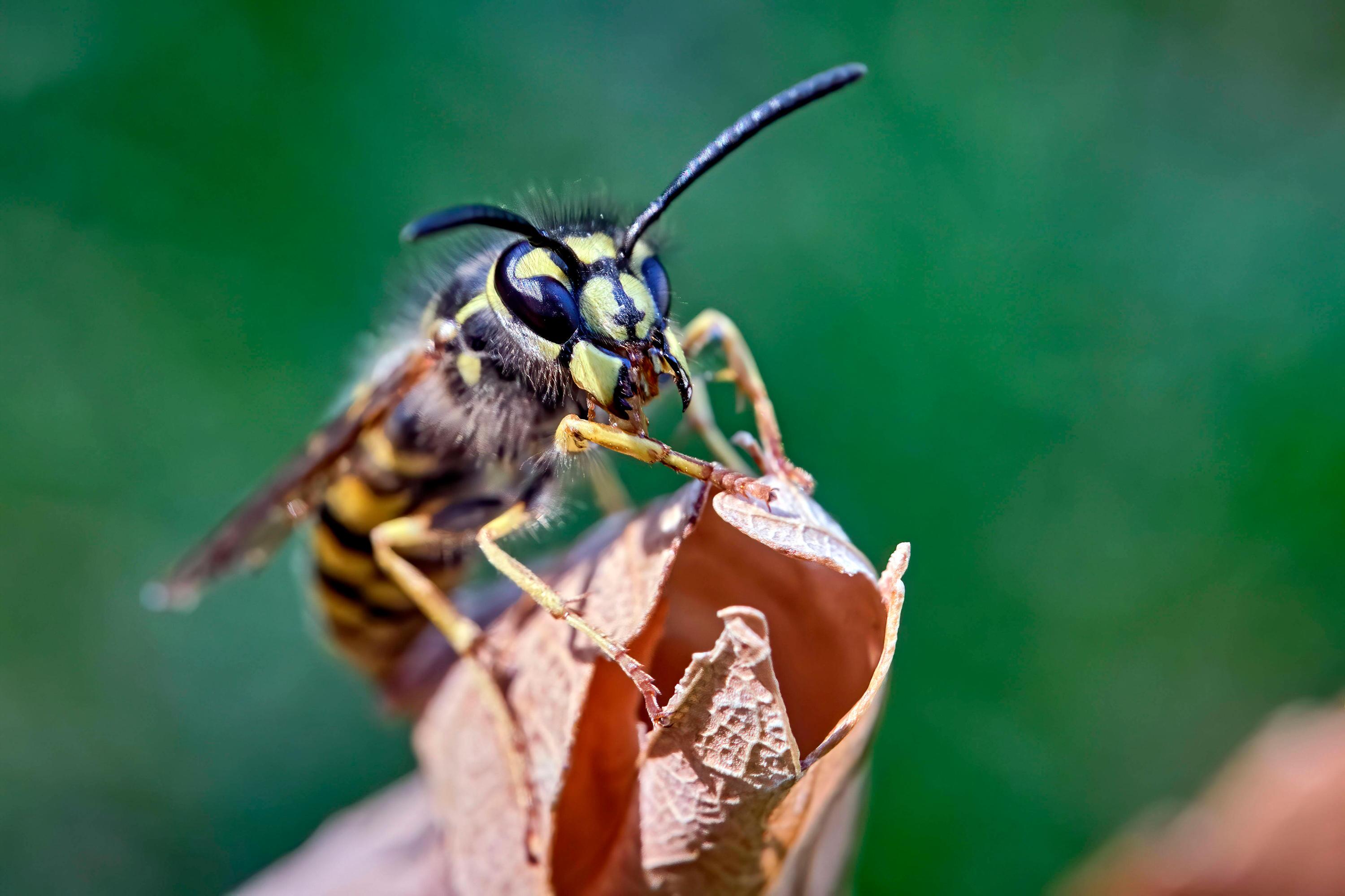 Lästige Zeitgenossen im Sommer Was hilft gegen Wespen