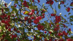 Wildapfel