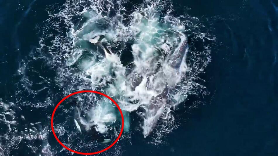 Zwei Grauwale gegen 30 Orcas: Video zeigt Überlebenskampf