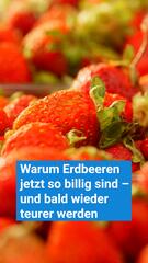 Warum Erdbeeren jetzt so billig sind – und bald wieder teurer werden