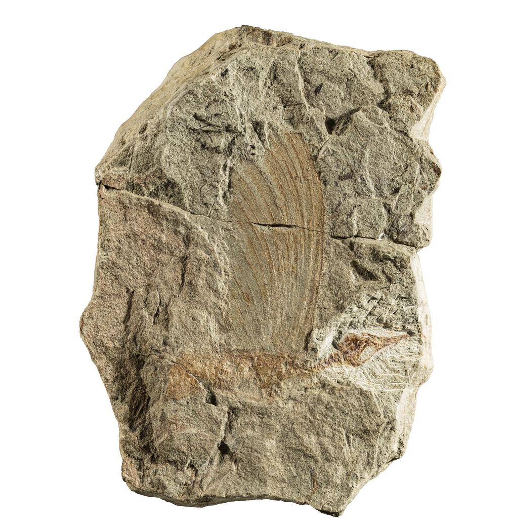 Mirasaura