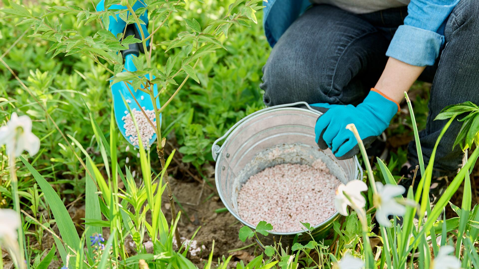Rasen dngen bei Regen: Was Sie beachten mssen