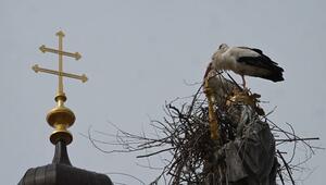 Freising: Störche machen Nistversuch auf Mariensäule - Stadt sucht Lösung