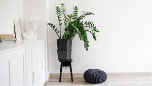 Zamioculcas
