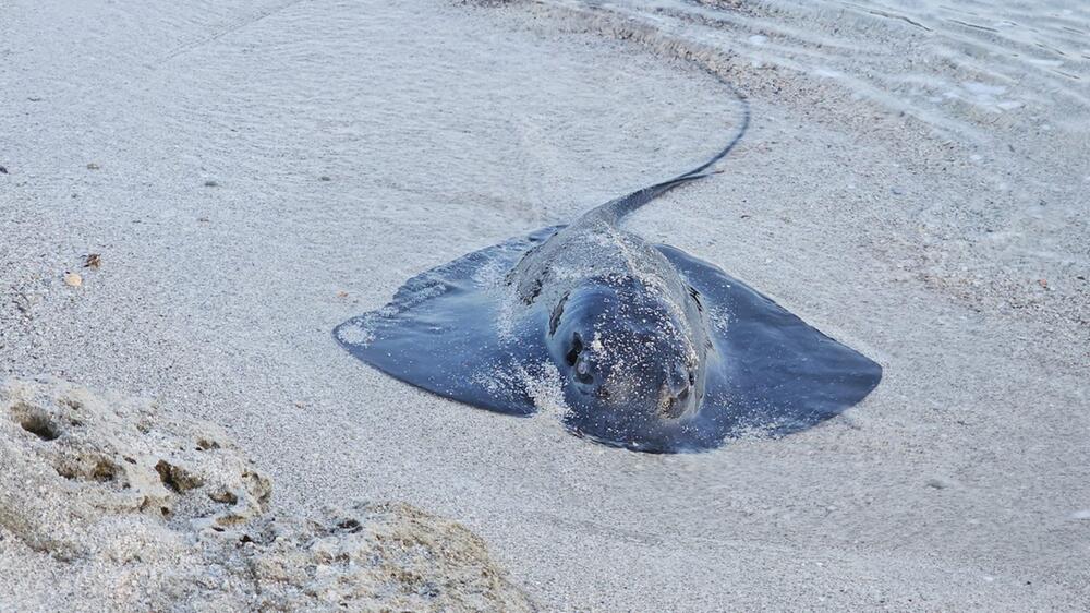 Rochenstrandungen geben Experten in Spanien Rätsel auf