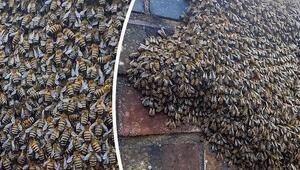 Traube aus Tausenden Tieren: Gewaltiger Bienenschwarm belagert Mauer