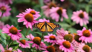 Gartenpflanzen und Schmetterling