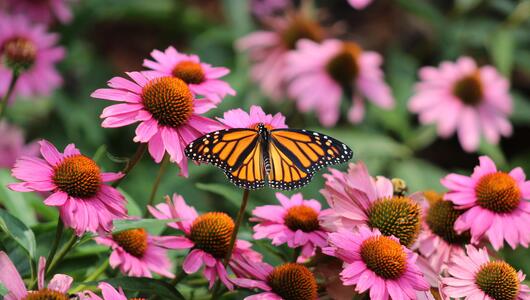 Gartenpflanzen und Schmetterling