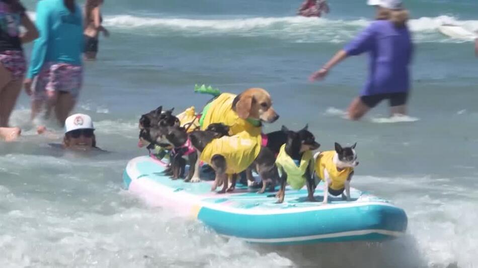 Surfende Hunde vor grosser Kulisse