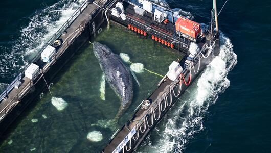 Wal in einem gefluteten Lastschiff 