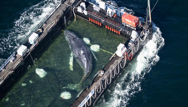 Wal in einem gefluteten Lastschiff 