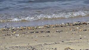 Verschmutztes Wasser: Drei Strände in New Jersey wegen Fäkalbakterien gesperrt
