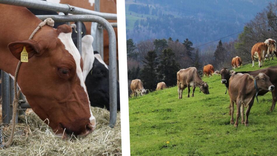 Milchkühe in Deutschland: angebunden und auf der Weide