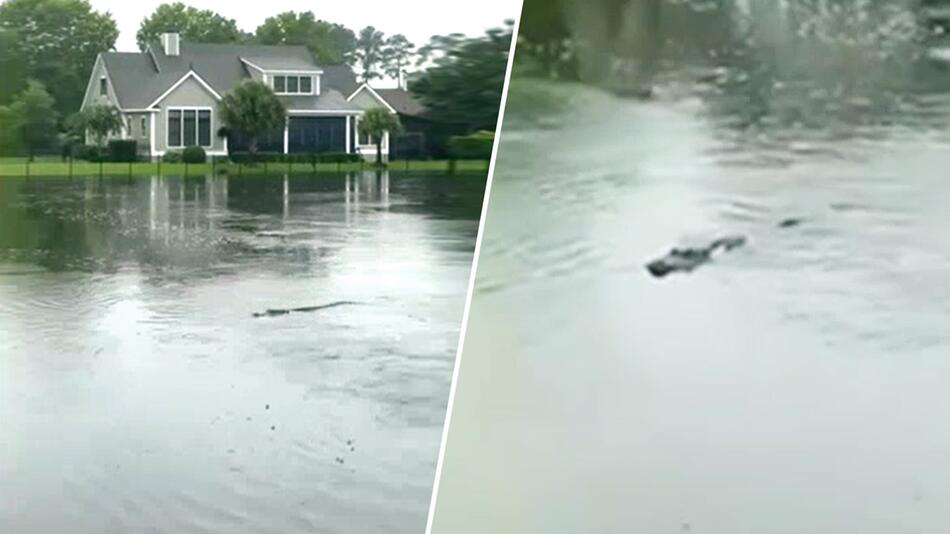 Tropensturm Debby: Alligatoren treiben durch private Gärten in South Carolina