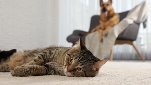 Katze und Hund im Hintergrund