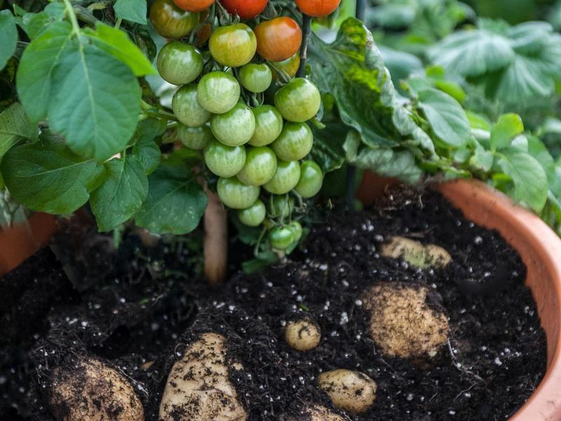 Tomaten und Kartoffeln