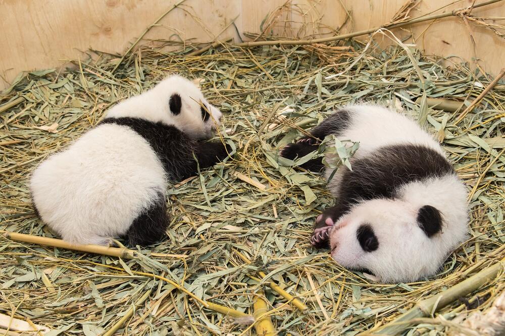 Panda-Zwillinge, Tiergarten Schönbrunn, Wien, Grosser Panda