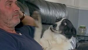 Kuschel-Alarm: Liebesbedürftige Hündin lässt Herrchen keine Ruhe