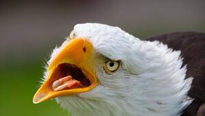 Ein Weisskopfseeadler mit offenem Schnabel.