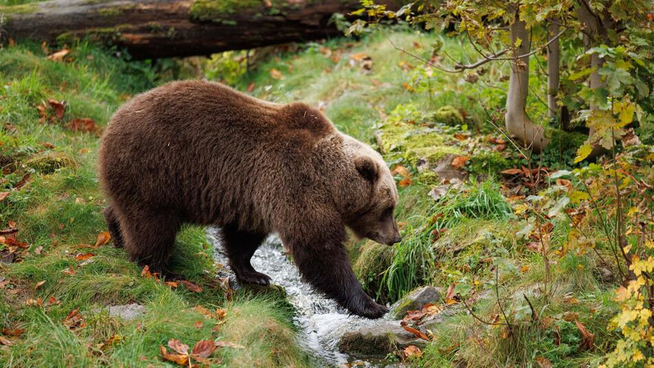 Braunbären in einem Tierpark