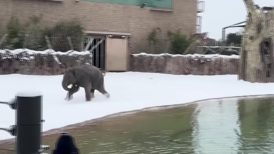 Weisse Pracht lässt Zoobewohner rätseln