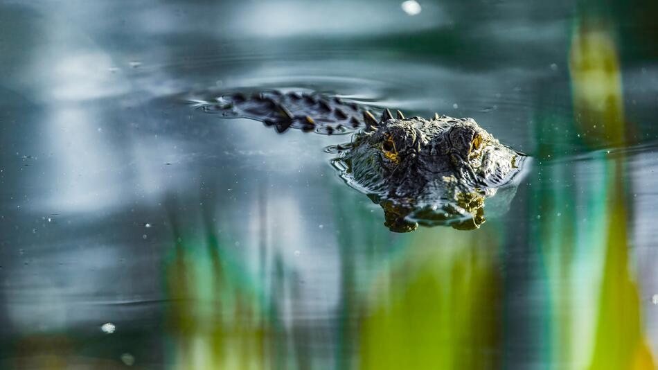 Alligator
