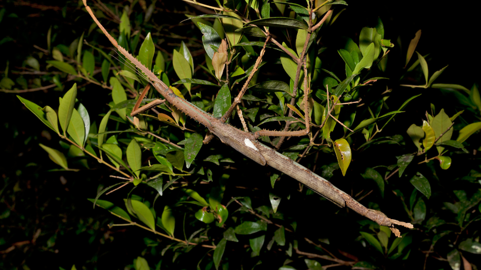 Stabschrecke "Acrophylla alta" auf Ästen sitzend