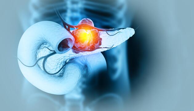 Illustration der Bauchspeicheldrüse