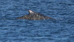 Wal an der Ostseeküste wieder frei