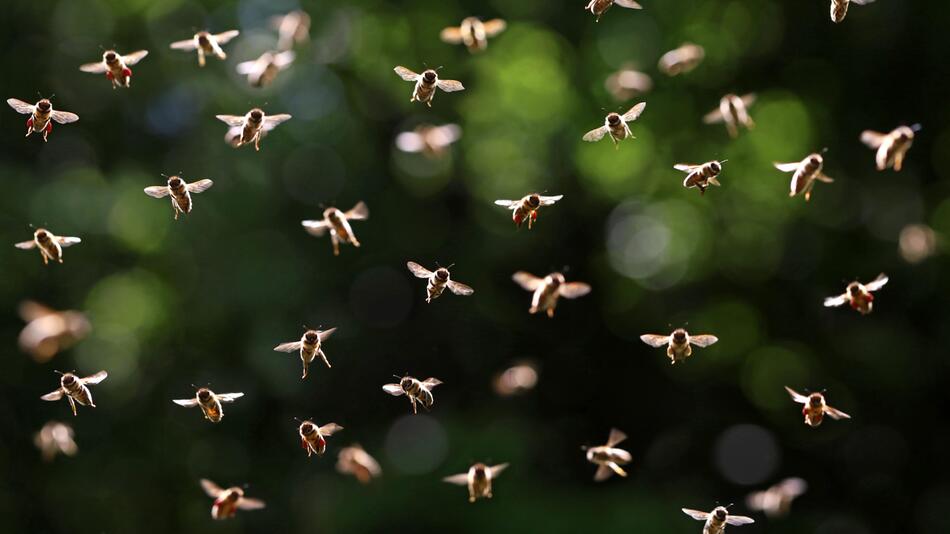 Bienenschwarm