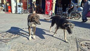 Strassenhunde in Marokko