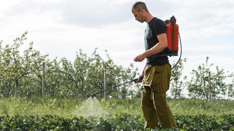 Ein Mann besprüht die Erdbeeren auf dem Feld.