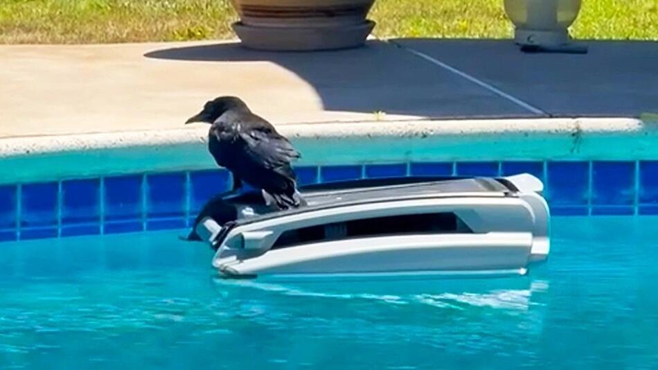 Tierischer Wellenreiter: Krähe surft auf Poolroboter