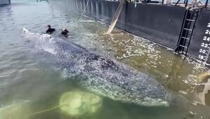 Backhaus: "Wal wird sich in der Barge wohlfühlen"