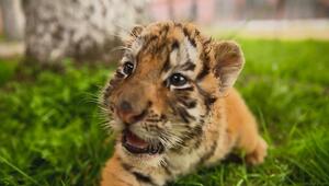 Nachwuchs in Hülle und Fülle: Über 30 Sibirische Tigerjungen kommen in Hailin zur Welt