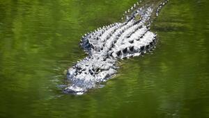 Ein Alligator bewegt sich im Wasser.