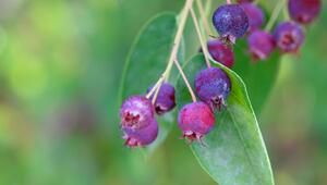 Felsenbirnen Obstzweig 