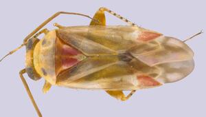 Swiftiephylus Insekt