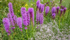 Liatris spicata
