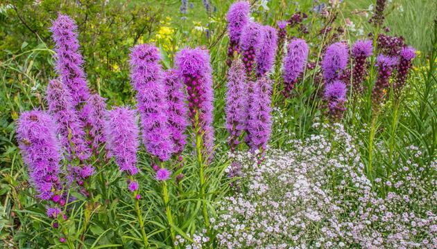 Liatris spicata