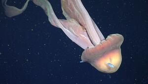 Forscher filmen riesige Qualle in argentinischer Tiefsee