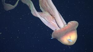 Forscher filmen riesige Qualle in argentinischer Tiefsee.