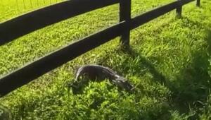 Reptil hautnah: Polizisten fangen Baby-Alligator ein