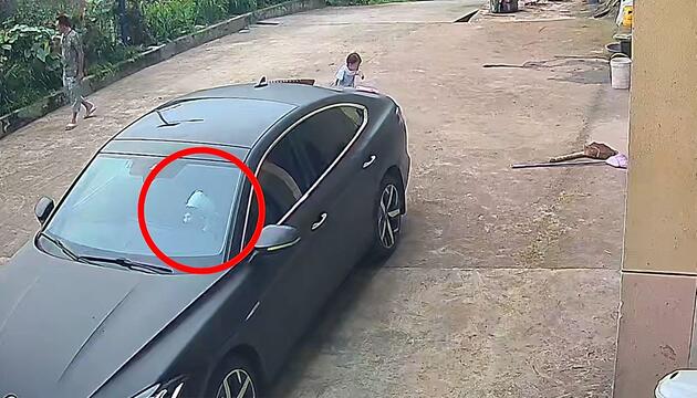 Schlaues Haustier: Eingesperrte Katze hupt sich aus Auto frei
