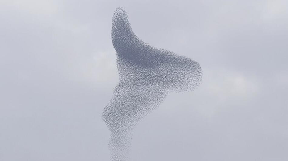 Spektakel der Stare: Vogelschwarm zaubert faszinierende Figuren in die Luft