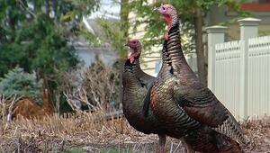 Post lahmgelegt: Aggressive Truthühner terrorisieren Stadt in Wisconsin
