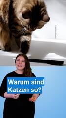 Warum sind Katzen so?