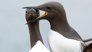 Nikon Comedy Wildlife Awards, Brillenmöwe nimmt den Kopf einer anderen in den Schnabel
