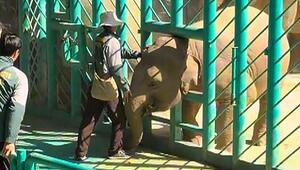 Panik im Elefantengehege: Kalb bleibt in Zaun stecken – Retter eilen zu Hilfe